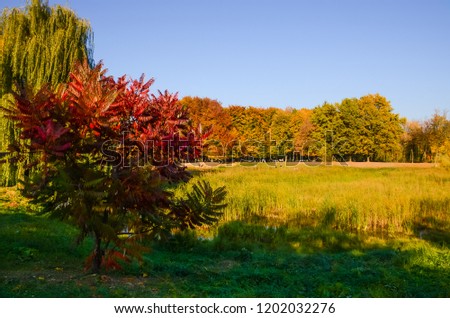 City park in the sunny day in the autumn season