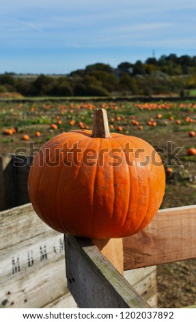 Close up of a isolated autumn fall harvest orange pumpkin sat top a wooden crate fence in a vast field patch at Halloween and thanksgiving holiday time.