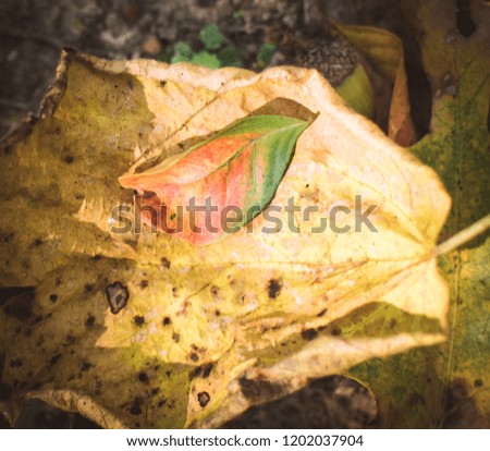 Leaf within a leaf
