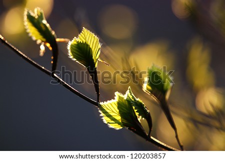 spring growing leaves