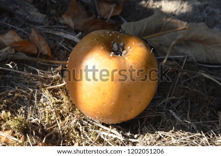 Rotten apples on the ground