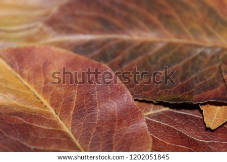 A brown and yellow autumn leaves background is a perfect addition to any winter vacation. This stunning backdrop features vibrant, bold colours that will make you stand out from the crowd. 