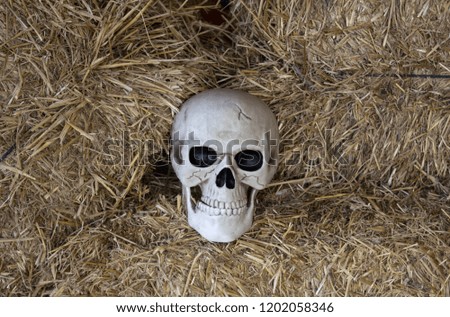 Human skull head on halloween, symbol and religion