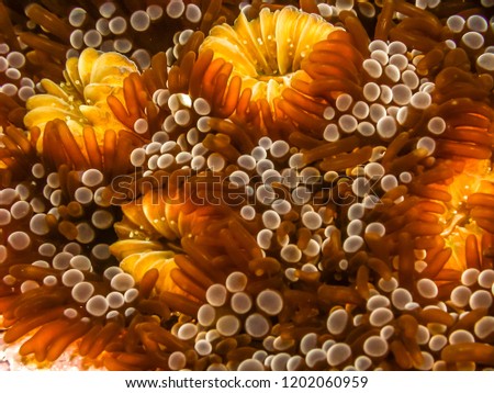 Coral reef in Carbiiean Sea Royalty-Free Stock Photo #1202060959