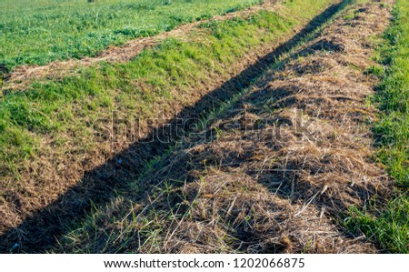Mowed and dried grass next to a long straight ditch in early morning sunlight. The ditch is diagonal in the picture. It is autumn now.