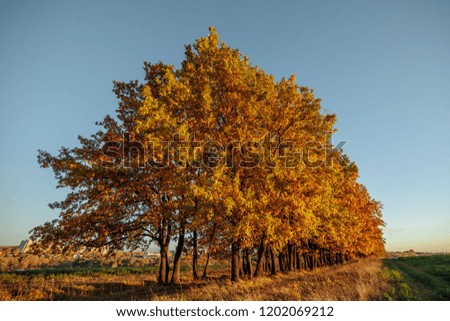 Beautiful landscape with magic autumn trees and fallen leaves in the valley. Harmony, relaxation - concept