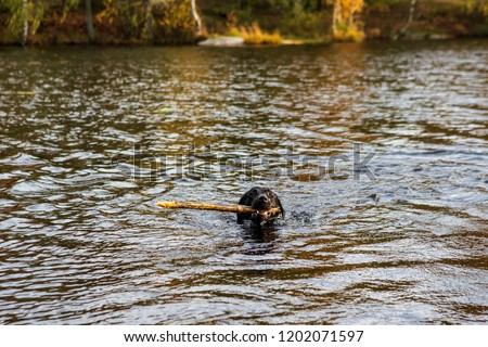 Dog playing in a lake