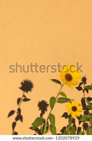 Sunflower and shadow against wall