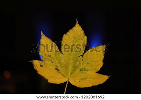 Night leaves. Maple leaf.