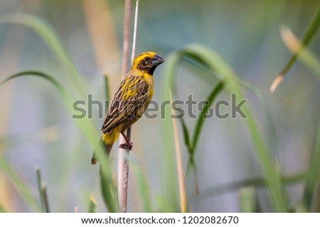 The Asian Golden Weaver is standing on top of the elephant grass. 