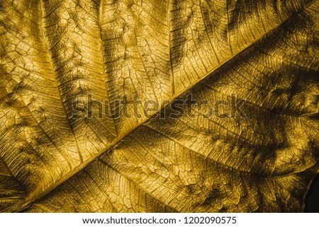 Patterns on gold leaf from Tropical tree Isolated,  concept of luxury to decorate. Gold-plated leaves deluxe natural design. Decorative golden shine light  background for text input or greeting cards