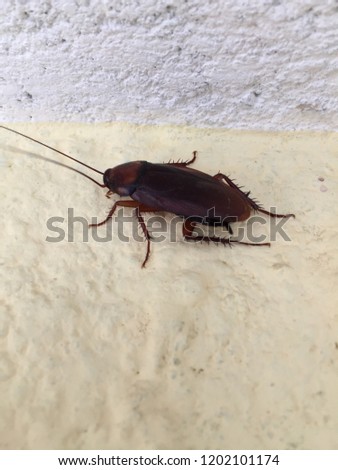 Cockroach Pictures.In Kathmandu.oct 13/2018.