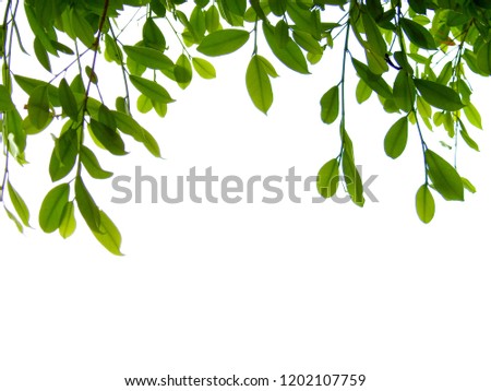 
The image of the leaf hanging from the top  with a white background