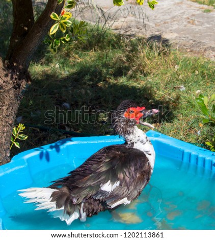 A large Muscovy duck (Cairina moschata)  a large duck native to Mexico, Central, and South America splashing in its water bath on a sunny spring afternoon eats grass slugs, snails,  mice and flies.