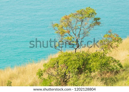 Beautiful nature grass, trees with sea. clear water. green water. yellow grass.