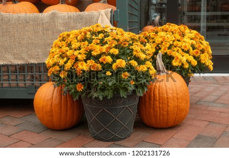 Big pot of Yellow Chrysanthemum flowers next to two orange pumpkins on red brick surface. Fall autumn holidays concept. 