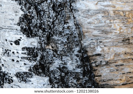 close up birch textured background