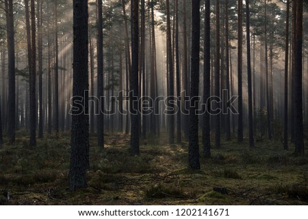 forest and trees at the sunrise time Royalty-Free Stock Photo #1202141671
