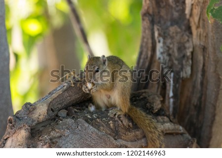 African bush squirrels