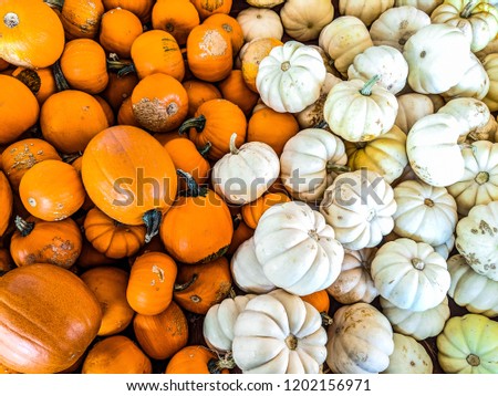 wee be little pumpkin and white gourds pumpkin