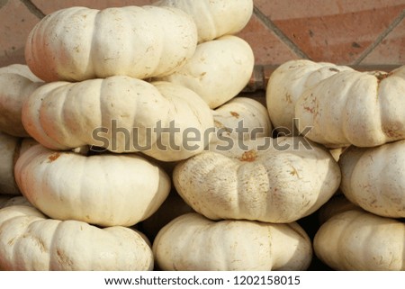 group of white pumpkins