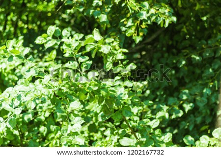 Background from green leaves of an apple tree.