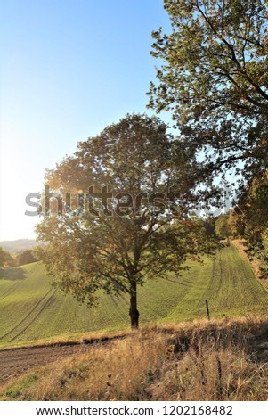 An Image of a tree, earth