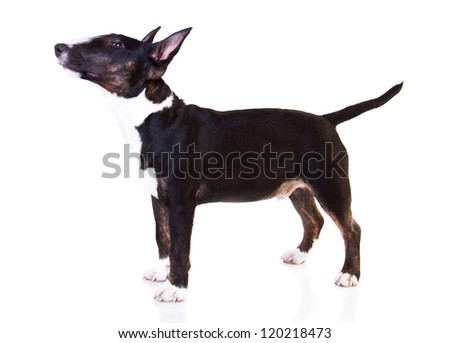 black bull terrier dog puppy