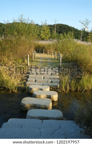 stepping stones of the stream 