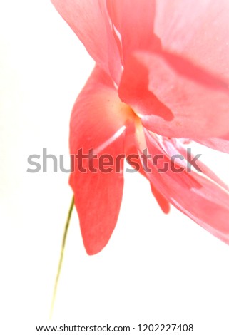 flower. blurred image. pastel color. 