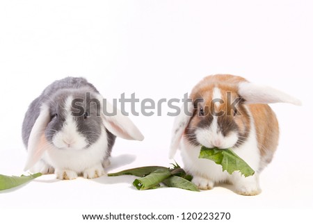 Two young mini-lop rabbits isolated on white