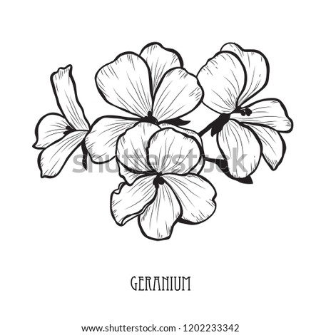 Decorative geranium flowers, design elements. Can be used for cards, invitations, banners, posters, print design. Floral background in line art style