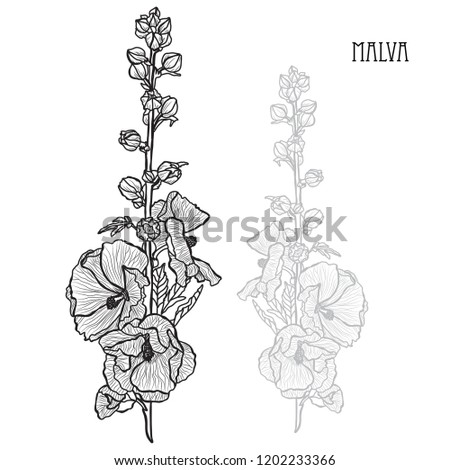 Decorative malva  flowers, design elements. Can be used for cards, invitations, banners, posters, print design. Floral background in line art style