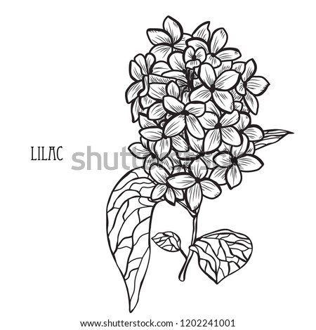 Decorative lilac flowers, design elements. Can be used for cards, invitations, banners, posters, print design. Floral background in line art style