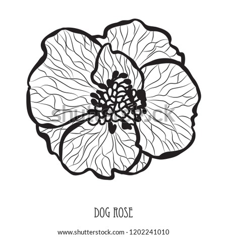 Decorative dog rose flower, design element. Can be used for cards, invitations, banners, posters, print design. Floral background in line art style
