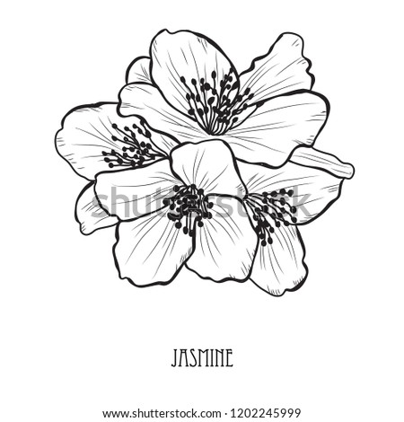 Decorative jasmine  flowers, design elements. Can be used for cards, invitations, banners, posters, print design. Floral background in line art style