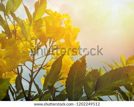 Yellow Golden Flower with the cleared sunshine in the morning