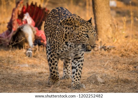A male Leopard on Nilgai kill at jhalana forest reserve, Jaipur