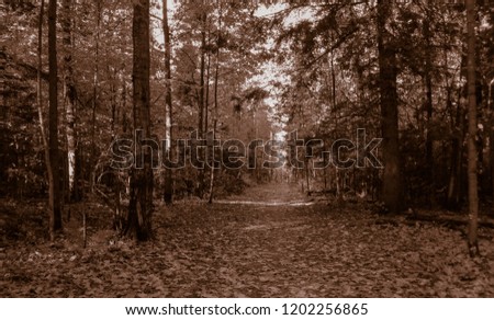 Old style photo of the forest