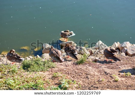 Wild grey ducks near water in nature