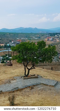 tree on the grave of a monk in the Sudak fortress