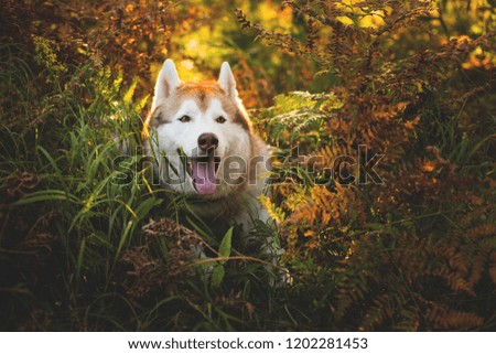 Portrait of happy siberian husky dog with brown eyes lying in fern grass in the forest at sunset in autumn.