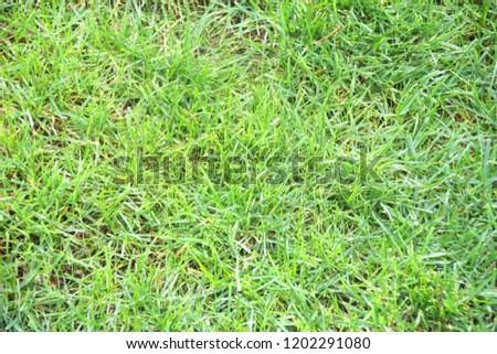 Green grass close up.