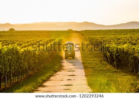 A farmer with his tractor within the vineyards during golden hour in harvest season. Concept wine industry. Scenic hills in background. Royalty-Free Stock Photo #1202293246