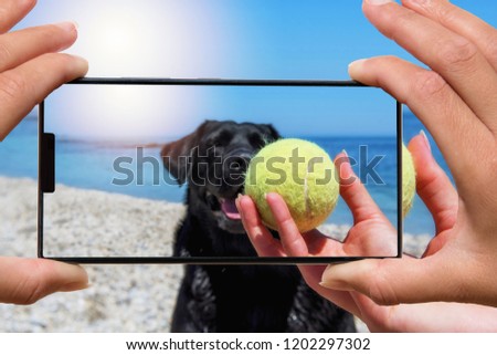 Woman with mobile phone photos dog on the beach.