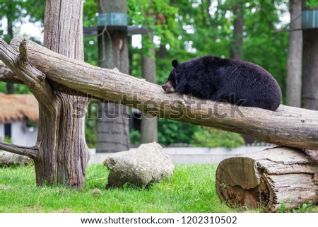 Picture of bear sleeping on the tree