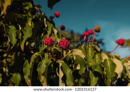 Colorful red Cornus kousa berries ona green tree at summer light and blue sky