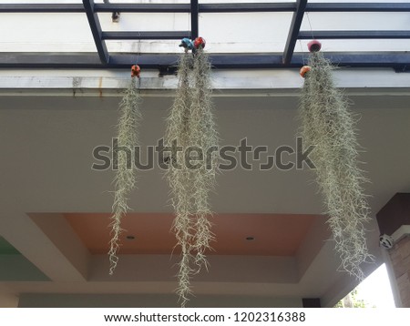 Thai orchid hangs beside the building.