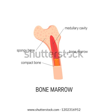 Bone marrow concept. Vector educational diagram in flat style Royalty-Free Stock Photo #1202316952