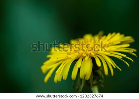 Yellow flower on a green background. Close-up, blurred background. Flower. Nature.